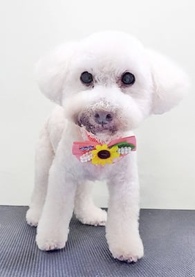 三宅美豚ちゃん