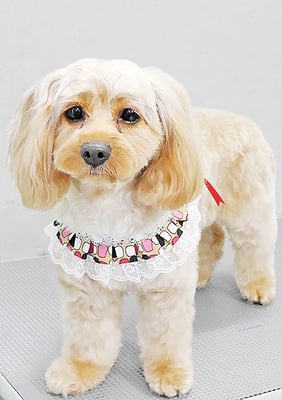 寺園ヴィヴィちゃん