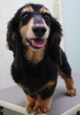 斉野平サンジちゃん