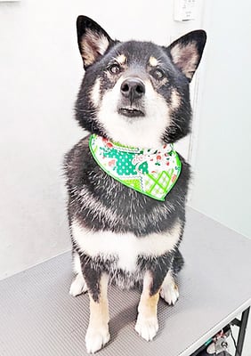 貴島ボタンちゃん