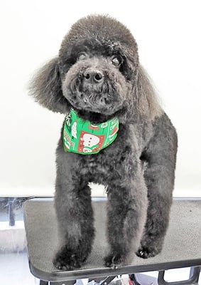 上村エイトちゃん