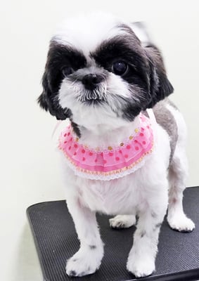 隈元あんこちゃん