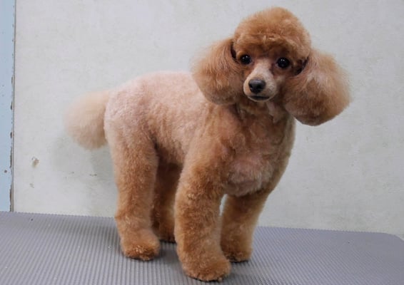 森崎ネネちゃん