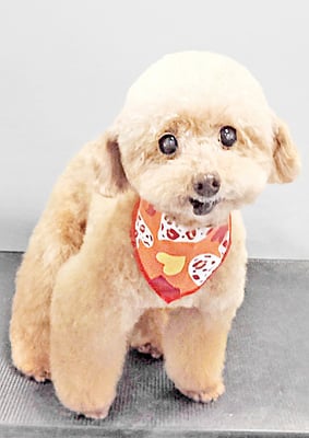 福田ダイアリーちゃん