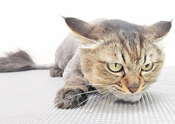 一本桜クーちゃん