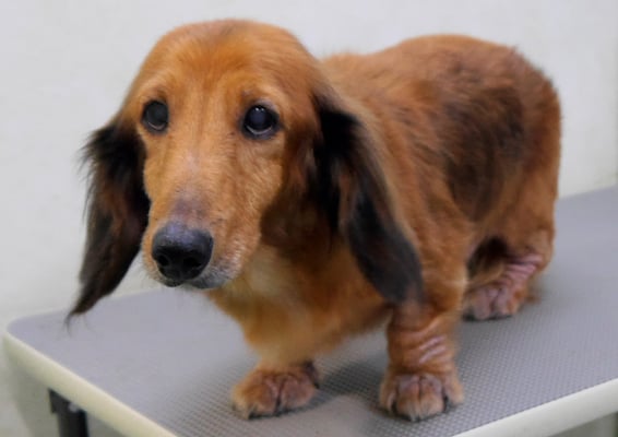 下唐湊モモちゃん