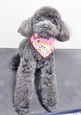 石田おはぎちゃん