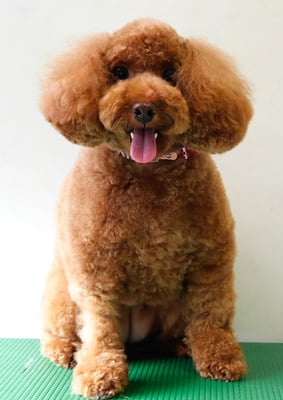 木村プリンちゃん