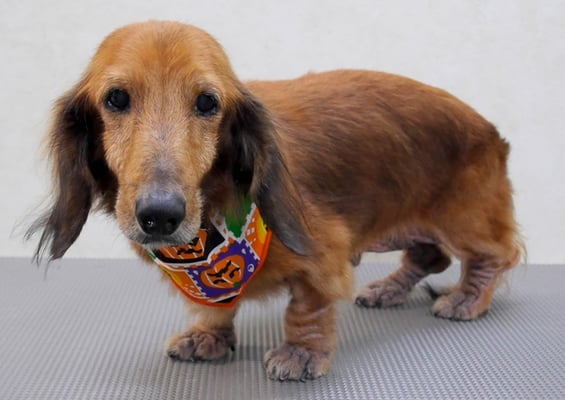 下唐湊モモちゃん