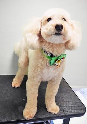 時任マロンちゃん