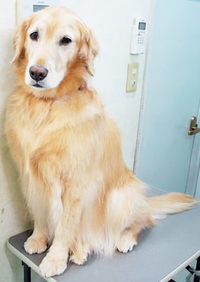 菊川チェリーちゃん