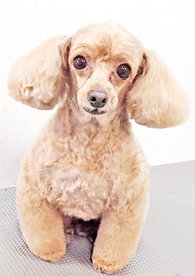 森崎ネネちゃん