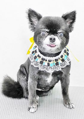 森崎シロちゃん