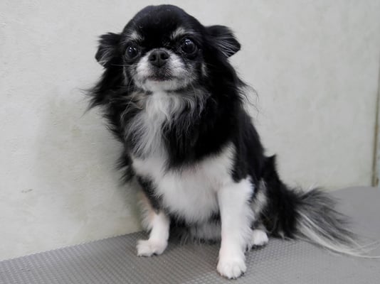 森崎クロちゃん