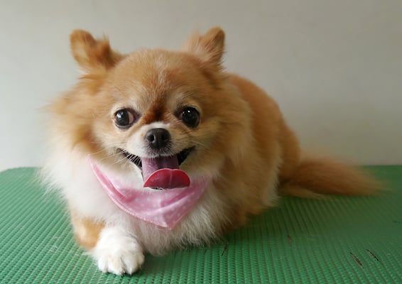 川田オカンちゃん