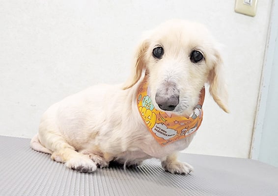 鳥越ハッピーちゃん