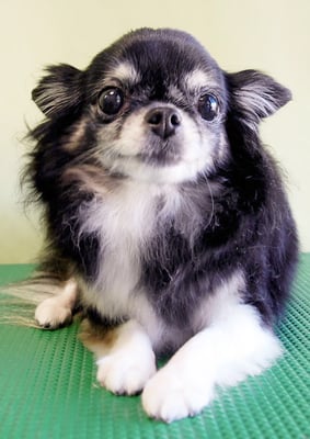 森崎クロちゃん