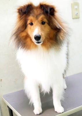 泊口ミラちゃん