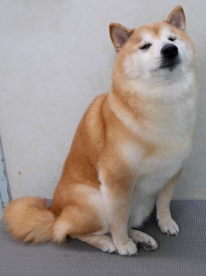 竹崎クウちゃん