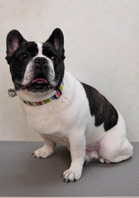 池田ゲンタちゃん