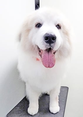 田代メイちゃん