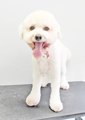 石元ぽちゃちゃん