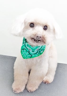 田淵コマロちゃん