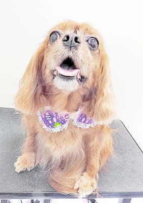 橋口ルビーちゃん