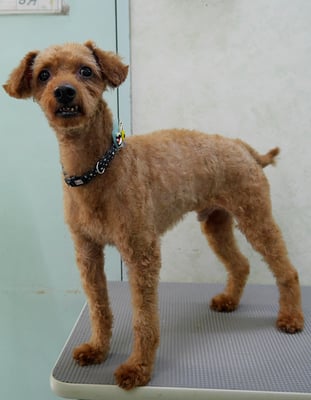 前田ソルファちゃん