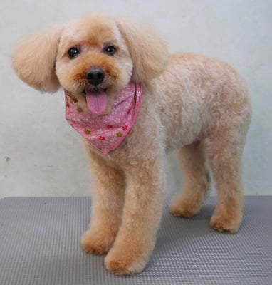 清藤チョコちゃん