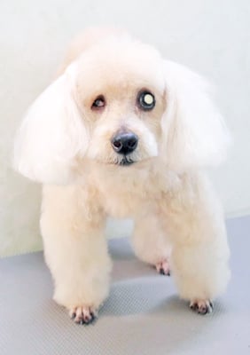 佐藤ナルトちゃん