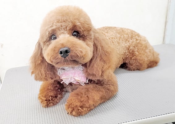 榎元チョコちゃん