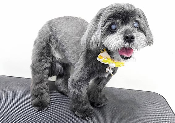 八郷ベンちゃん