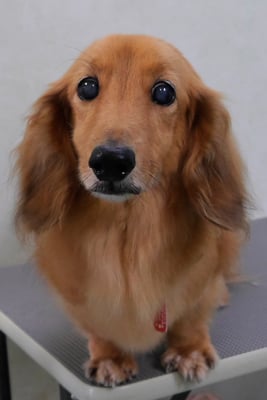 﨑戸ジュリアちゃん