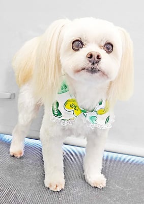 大脇ココアちゃん