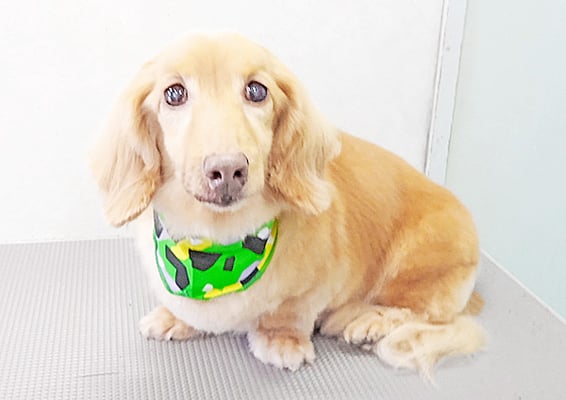 前薗パルちゃん