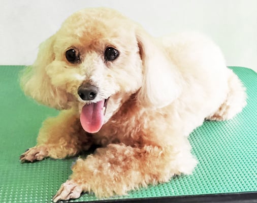 小野ハナちゃん