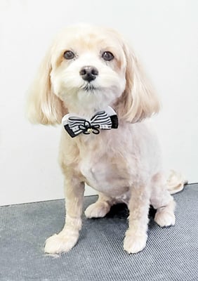 中村ももたろうちゃん