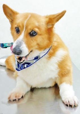 田中ベックちゃん