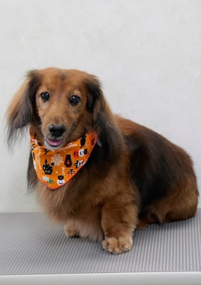 中塚チャロンちゃん