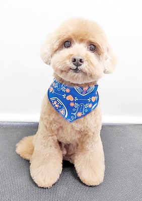 平田小鉄ちゃん