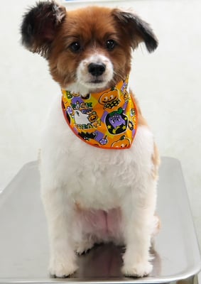 玉利ユズちゃん