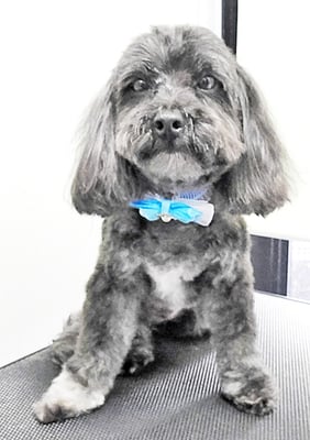 山口オレオちゃん