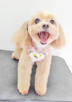 清正メイちゃん