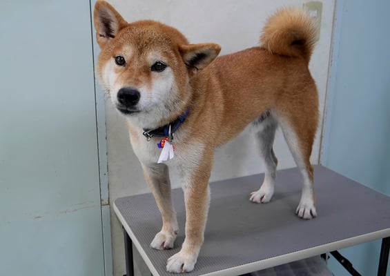 大田ソラちゃん