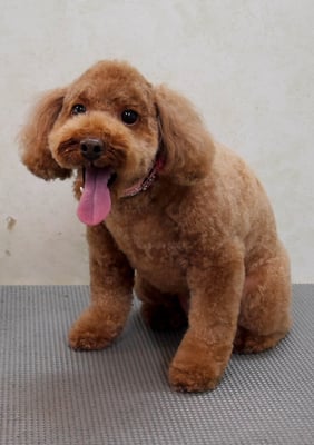 木村プリンちゃん