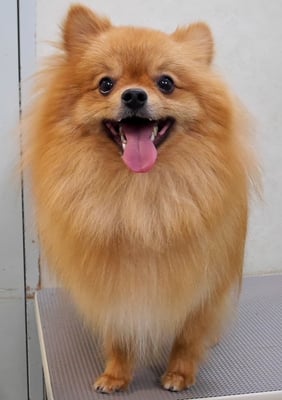 大井ポンタちゃん