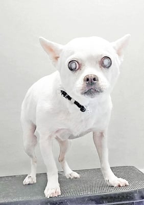 新山ランちゃん