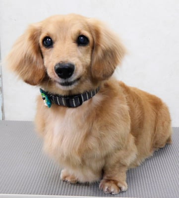 湯田ハヤテちゃん