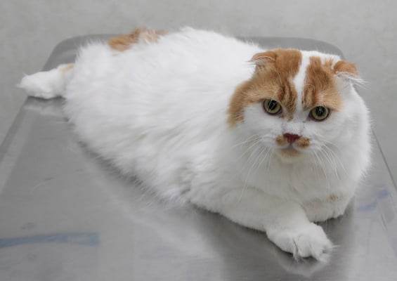 髙木マハロちゃん(カット前)